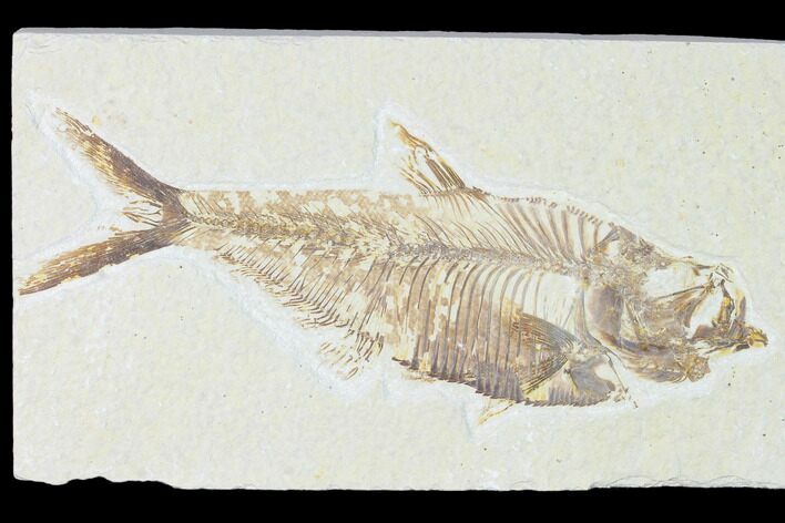 Fossil Fish (Diplomystus) - Green River Formation #149845